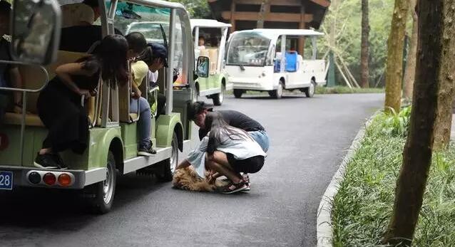 小狗狗狂追觀光車飛奔1公里還不愿停下