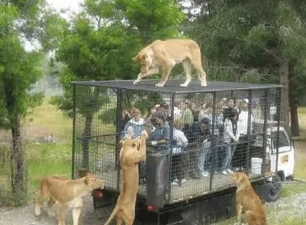 動物園特制觀光車2