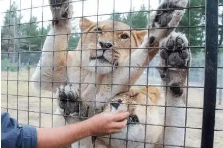 動物園特制觀光車4