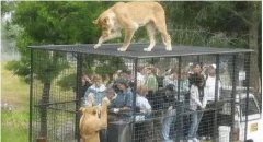 動物園特制觀光車, 游客待在車里供猛獸“觀賞”