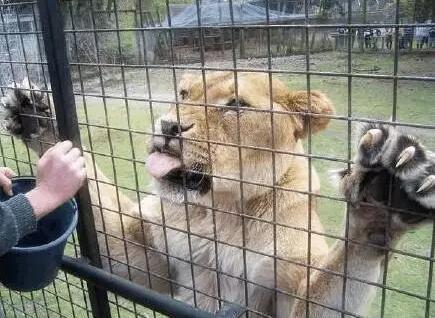 動物園特制觀光車7